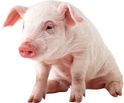 Image result for pig