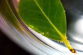 We did not find results for: Photosynthesis And Respiration In Plants