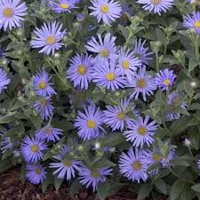 Pin On Flowers
