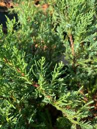 Image result for Juniperus
