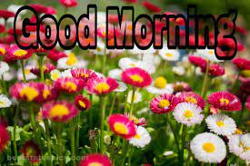 See more ideas about good morning quotes, hindi good morning quotes, morning quotes. 101 Good Morning Images With Beautiful Flowers 2021 Best Status Pics