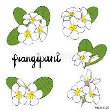 Frangipani Flowers Set Of Hand Drawn Plumeria Flowers Vector Illustration Stock Image And Royalty Free Vector Files Plumeria Flowers Frangipani Plumeria