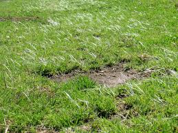 Image result for Cenchrus clandestinus