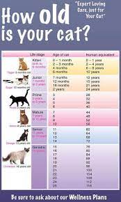 How Old Edad De Gatos Gatos Mascotas