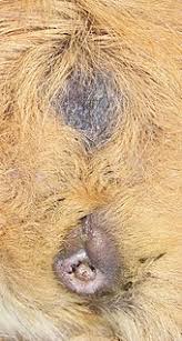 Um das ausmalbild auszumalen, einfach anklicken, kostenlos herunterladen und loslegen!. Hausmeerschweinchen Wikipedia