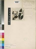 Image result for Globimetula mweroensis