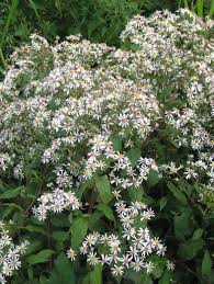 Eurybia Aster Divaricata White Wood Aster Abundant White Flowers Late Summer To Early Fall Grows To 2 3 Tall And Attracts Bu Plants Native Plants Shrubs