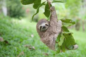 Sloth Hanging Out Glossy Poster Picture Photo Cute Funny Cool Tree Animal 2370 Cute Baby Sloths Cute Sloth Baby Sloth