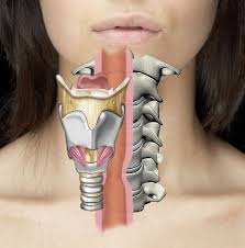 It Is Not Unusual For An Ent Surgeon To See Patients With Swallowing And Voice Difficulties After Cervical Spi Neck Surgery Spinal Fusion Surgery Spine Surgery