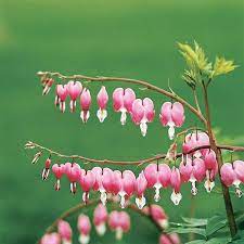 Bleeding Heart In 2020 Bleeding Heart Flower Bleeding Heart Container Flowers