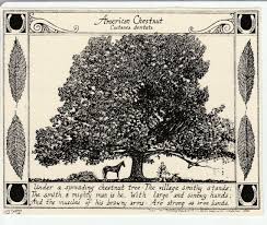 American Chestnut Tree And Poem This 6 Pack Of Blank Ivory Etsy American Chestnut Chestnut Trees Tree Drawing