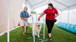 Camp bow wow springfield west's best boards. Camp Bow Wow Naples Offers Fun Filled Agility Sessions For Dogs