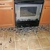 Oven doors swing wide (pondering some demise). 1