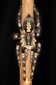 Image result for Centema subfusca