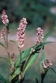 Image result for Persicaria meisneriana