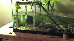 By popular demand, this is an overview of how i built the turtle topper for my 40 gallon turtle tank. Turtle Tank Basking Platform Shefalitayal