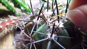Mealybugs have haunted the succulents for quite a time, and due to their repetitive attacks over a plant, they are considered quite lethal for their existence. How I Deal With Mealybugs Youtube