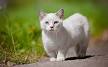 Munchkin cat health and genetics | Pets4Homes