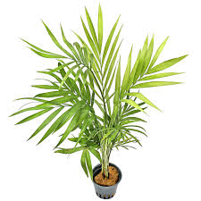 Image result for Chamaedorea elegans