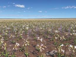 Image result for Crinum paludosum