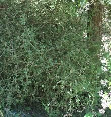 Image result for Pandiaka confusa