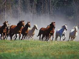 صور خيول انستقرام اجمل صور من انستجرام احصنة عربية شامخة حصان horse wallpaper wild horses running horses