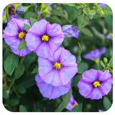 Image result for Solanum richardii