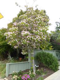 Image result for Dais cotinifolia