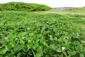 Image result for Vigna