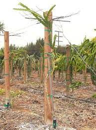 Each fruit weighs about 300 to 1000 grams. Dragon Fruit Support Structure Arbor Trellis Pitahaya Pitaya Ramiro Lobo Support System In Dragon Fruit Plant Dragon Fruit Garden How To Grow Dragon Fruit