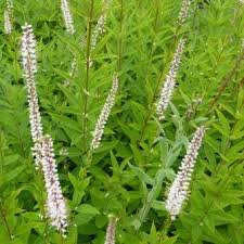 Dense spikes of tiny lavender flowers open from the top down from june Veronicastrum Virginicum Diana