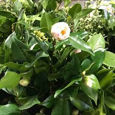 Must, have a state sales tax license. Production Selection M M Cut Flora Wholesale Florist In Denver Co