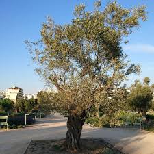 L Olivier Un Arbre Charge D Histoire Au Cœur De La Fondation Stavros Niarchos Epicerie Epiceriefine Olivier Olivetree Gr Country Roads Plants Road