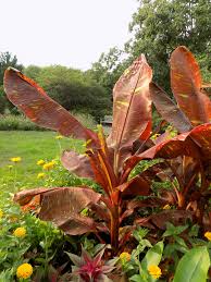 Native plants offer low maintenance beauty. 10 Top Tropicals For Gardens And Containers