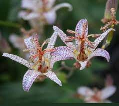 Show Details For Tricyrtis Formosana Var Grand W Ho Ping Toad Perennials Plants Planting Flowers