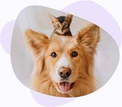 Кристаллический, тс = 120 ос, tпл = 270 ос. Pet Health Insurance Health Protection For Your Furry Friends Coya