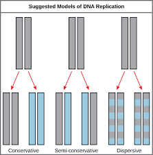 Dna replication proceeds in opposite directions between replication forks. Dna Replication Biology For Non Majors I
