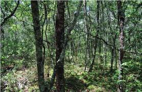 Image result for Cryptosepalum exfoliatum