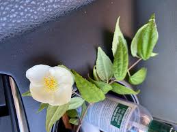 Image result for Gardenia subacaulis