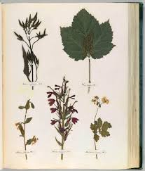 Emily Dickinson S Herbarium A Forgotten Treasure At The Intersection Of Science And Poetry Herbarium Creative Books Flower Art