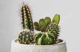 For water types, you can either use natural rain or tap water for your cactus. Cactus Winter Care Is Incredible Low Maintenance Dagoldinfo