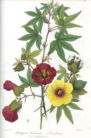 Image result for Gossypium