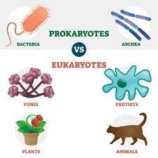 Check spelling or type a new query. Prokaryotes Vs Eukaryotes Biology Dictionary