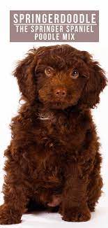 Learn more about soaring english springer spaniel in new york. Springerdoodle Dog The Springer Spaniel Poodle Mix Breed Poodle Mix Breeds Poodle Mix Springerdoodle