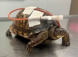 A Turtle-y Awesome Case - Veterinary Medicine at Illinois