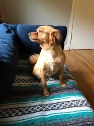 Dog boarding, dog walking, house sitting Bonnie S Tlc Pet Grooming 20 Photos 45 Reviews Pet Groomers 2207 E Republican St Seattle Wa United States Phone Number
