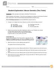Experiment with different combinations of parent mice. Student Exploration Mouse Genetics Two Traits Answer Key Docx Student Exploration Mouse Genetics Two Traits Answer Key Download Student Course Hero