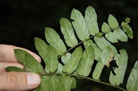 Image result for Oncinotis tenuiloba