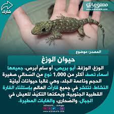 حيوان الوزغ animals