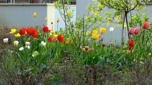 Pflanzenversand mit großer auswahl ? Tulpe Tulipa Im Pflanzenlexikon Gartennatur Com